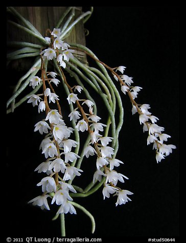 Microcoelia stolzii. A species orchid