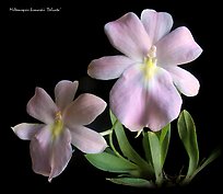 Miltoniopsis bismarkii. A species orchid