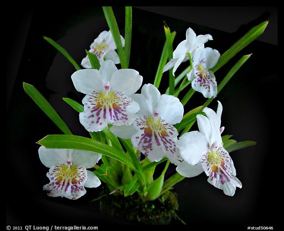 Miltoniopsis phalaenopsis. A species orchid (color)