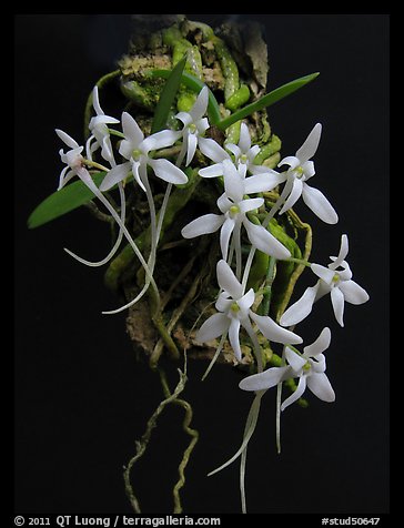 Mystacidium venosum. A species orchid