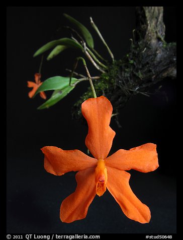 Neocogniauxia monophylla. A species orchid (color)