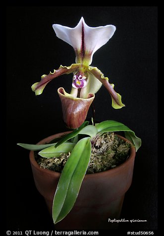 Paphiopedilum spicerianum. A species orchid