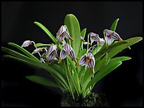 Reichantha striastella. A species orchid