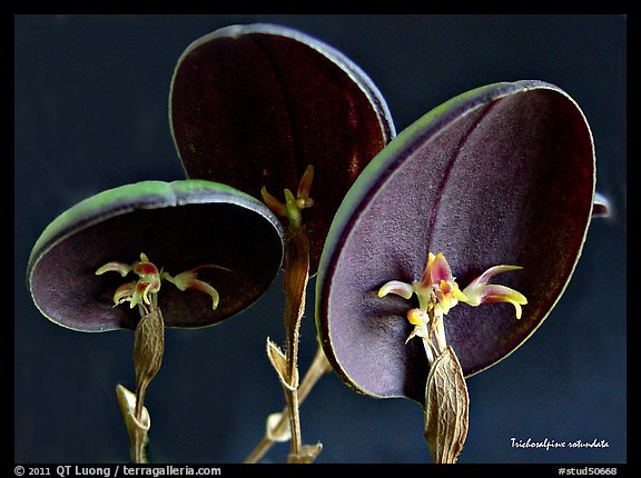 Trichosalpinx rotundata plant. A species orchid