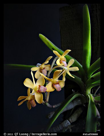Vanda parviflora. A species orchid (color)
