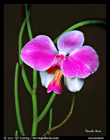 Vanda teres. A species orchid (color)