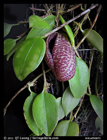 Zootrophion serpens. A species orchid