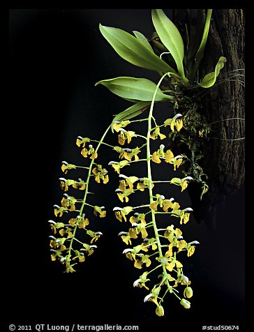 Zygostates lunata. A species orchid