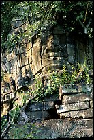 Stone face invaded by vegetation, Angkor Thom complex. Angkor, Cambodia