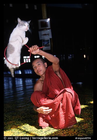 Jumping cat and monk. Inle Lake, Myanmar (color)