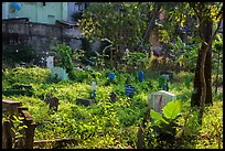 Muslim Cemetery. Yangon, Myanmar ( color)