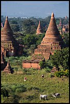 Peasant and ox in field below pagodas. Bagan, Myanmar