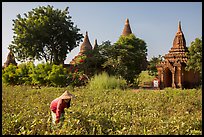 Woman harvesting beans with backdrop of pagodas. Bagan, Myanmar
