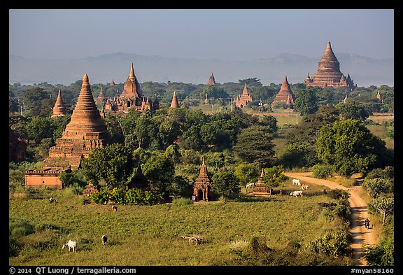 Rural scene with cattle and peasants working in fields below pagodas. Bagan, Myanmar