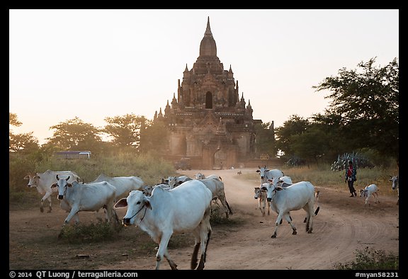 Cattle herd in front of Tayok Pye temple. Bagan, Myanmar (color)