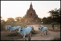 Cattle herd in front of Tayok Pye temple. Bagan, Myanmar