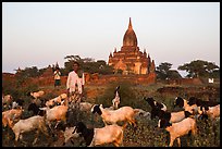 Sheep herder in front of temple, Minnanthu village. Bagan, Myanmar