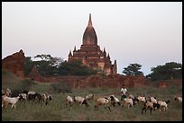 Sheep herding at sunset, Minnanthu village. Bagan, Myanmar ( color)