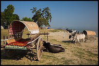 Ox carts on shore of Irrawaddy River, Mingun. Myanmar ( color)