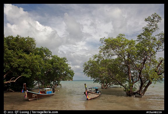 Boats moored near mangrove trees, Railay East. Krabi Province, Thailand