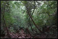 Jungle path, Rai Leh. Krabi Province, Thailand (color)