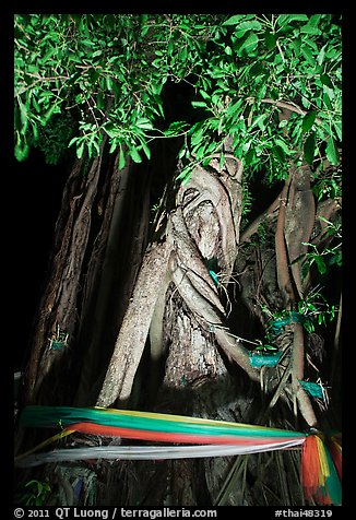 Banyan tree with ribbon by night, Ko Phi-Phi Don. Krabi Province, Thailand (color)
