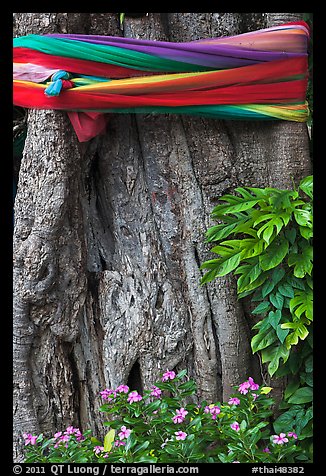 Detail of sacred banyan tree with ribbons, Ko Phi-Phi island. Krabi Province, Thailand (color)
