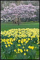 Daffodils and tree in bloom, Saint James Park. London, England, United Kingdom (color)