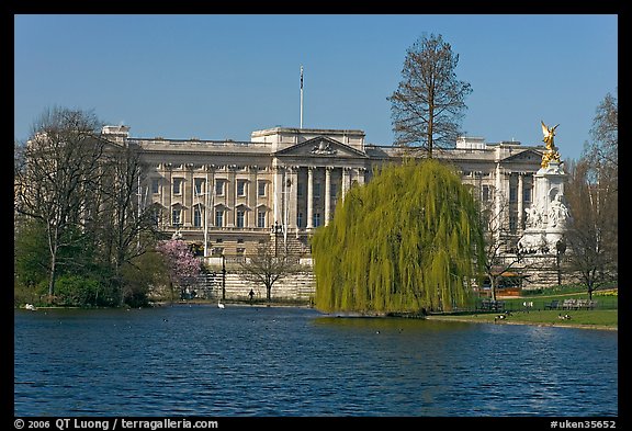 Buckingham Palace and lake, Weeping Willow (salix babylonica),  Saint James Park. London, England, United Kingdom (color)
