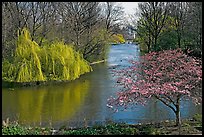 Weeping Willow and Plum blossom,  Saint James Park. London, England, United Kingdom ( color)