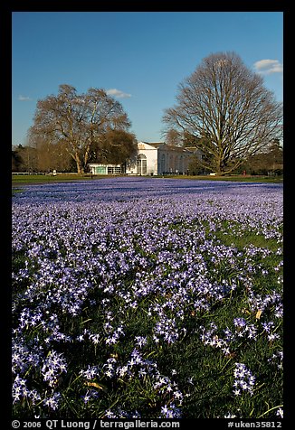 Carpet of glories of the Snow (Chionodoxa) and Orangerie. Kew Royal Botanical Gardens,  London, England, United Kingdom
