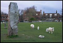 Standing stone, sheep, and village, Avebury, Wiltshire. England, United Kingdom ( color)