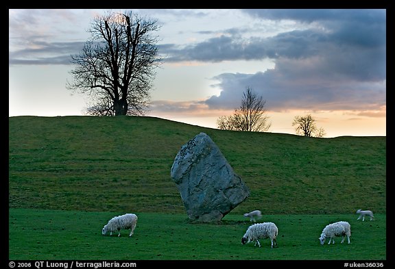 Sheep, standing stone, and hill at sunset, Avebury, Wiltshire. England, United Kingdom (color)