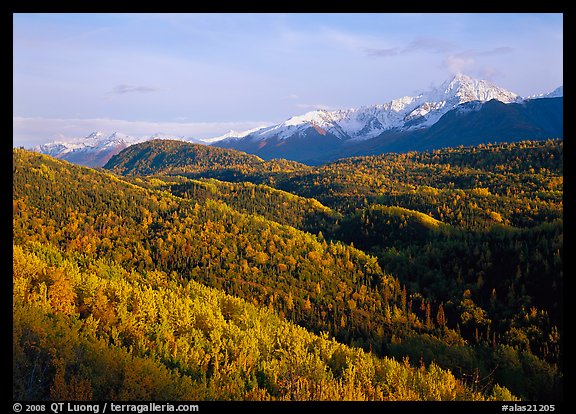 Aspens in fall colors and Chugach mountain, late afternoons. Alaska, USA
