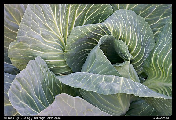 Close up of giant cabbage. Anchorage, Alaska, USA