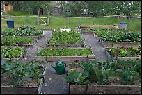 Vegetable garden. McCarthy, Alaska, USA (color)