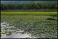 Lilly pond. Alaska, USA ( color)