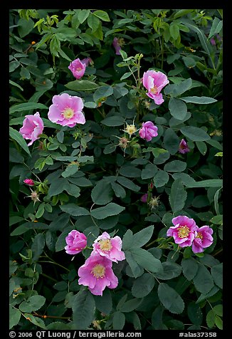 Wild Roses close-up. Alaska, USA (color)