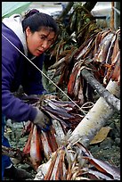 Inupiaq Eskimo woman hanging fish for drying, Ambler. North Western Alaska, USA (color)