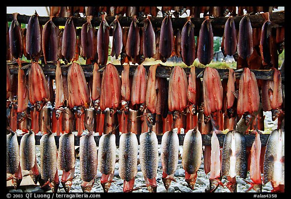 Whitefish being dried, Ambler. North Western Alaska, USA (color)