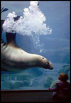 Northern Sea Lion in aquarium, watched by baby, Alaska Sealife center. Seward, Alaska, USA