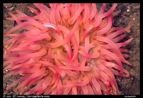Pink  Sea Anemone, Alaska Sealife center. Seward, Alaska, USA (color)