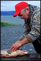 Fisherman preparing a salmon freshly caught in the Fishing Hole. Homer, Alaska, USA