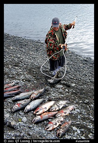 Fisherman laying out on shore salmon. Homer, Alaska, USA (color)