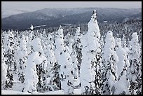 Trees plastered in snow. Alaska, USA ( color)