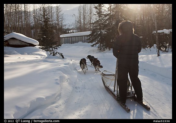 Dog sledding through village. Wiseman, Alaska, USA (color)