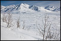 Shrubs and Arctic Mountains in winter. Alaska, USA