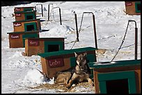 Row of doghouses with dogs names. North Pole, Alaska, USA