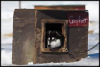 Husky dog peeking out of doghouse. North Pole, Alaska, USA