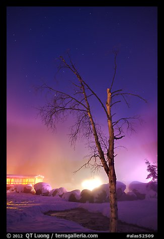 Tree, thermal steam, bathhouse, and stars. Chena Hot Springs, Alaska, USA